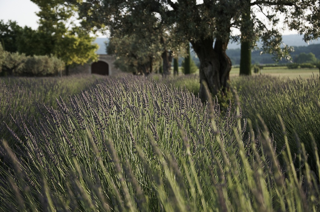 Lavendel1