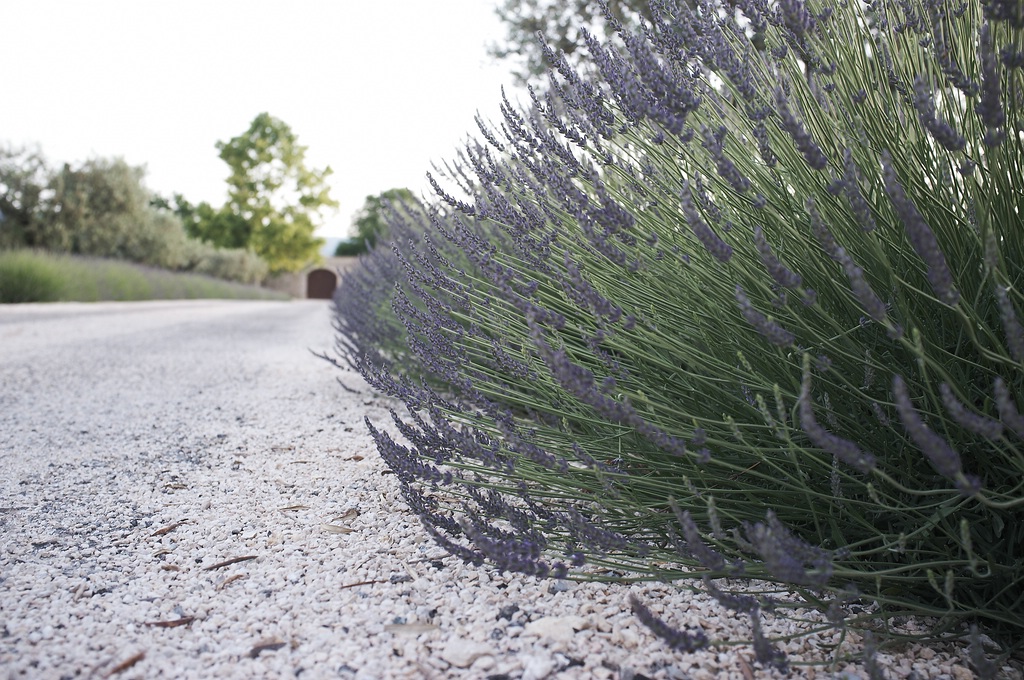 Lavendel2