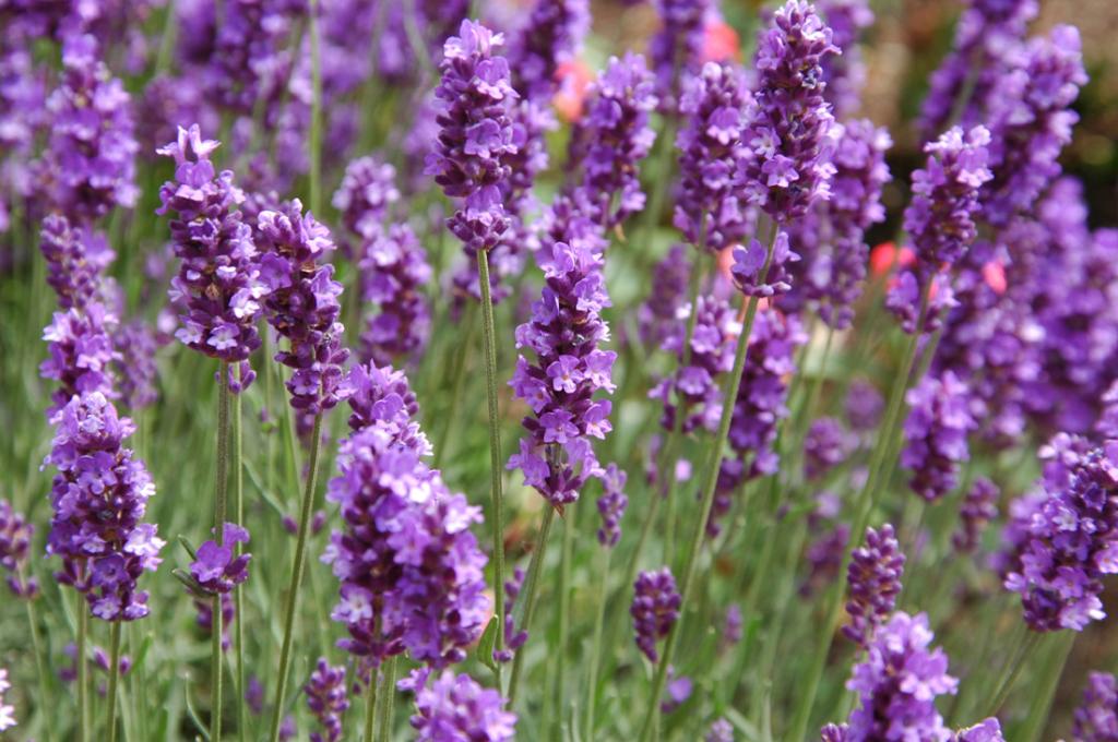 Lavendula angustifolia