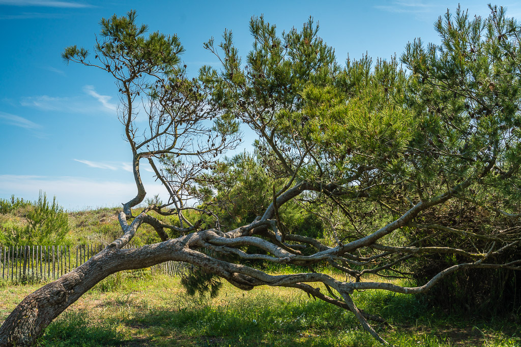 le Bosquet