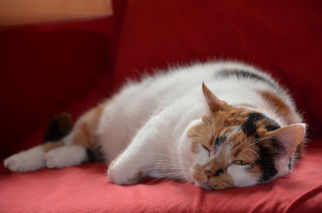 Lea Katze