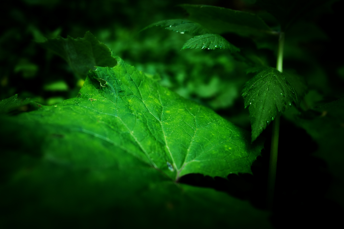 leaves