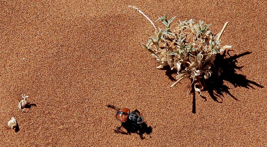 Leben im Dead Vlei1