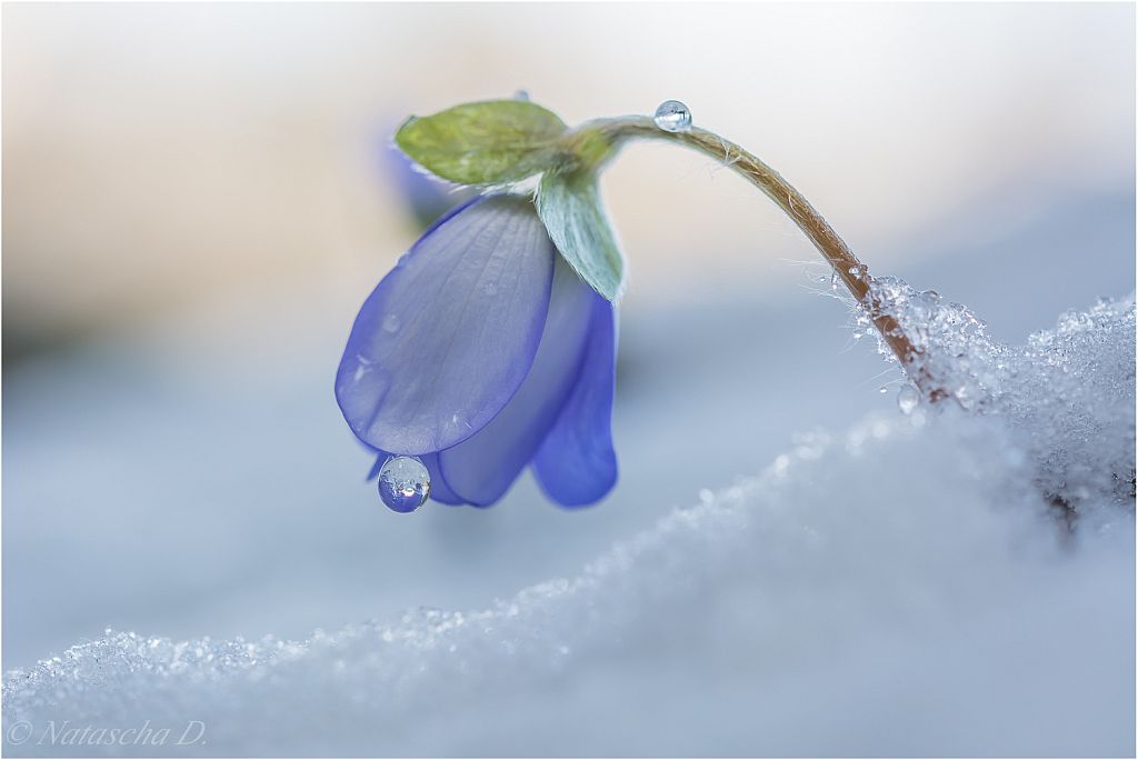 Leberblümchen 2