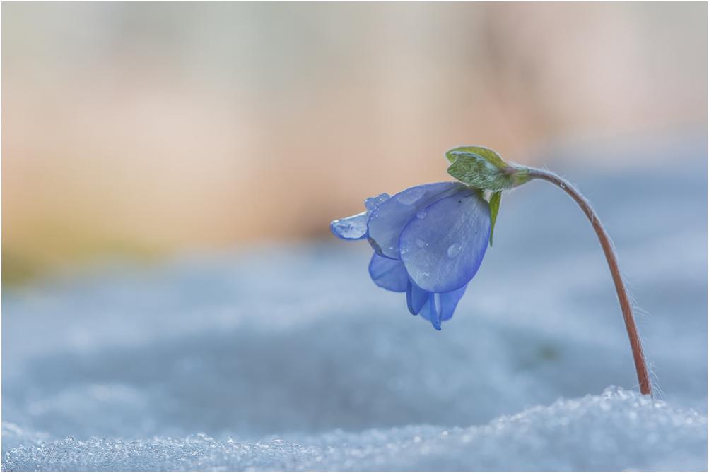Leberblümchen 3