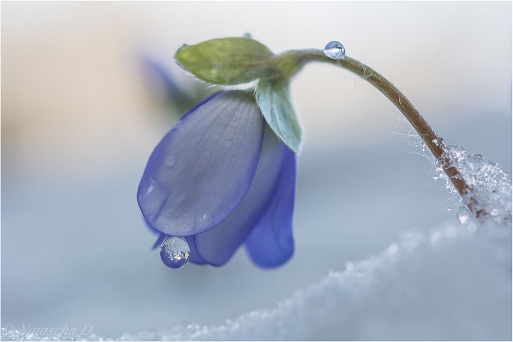 Leberblümchen