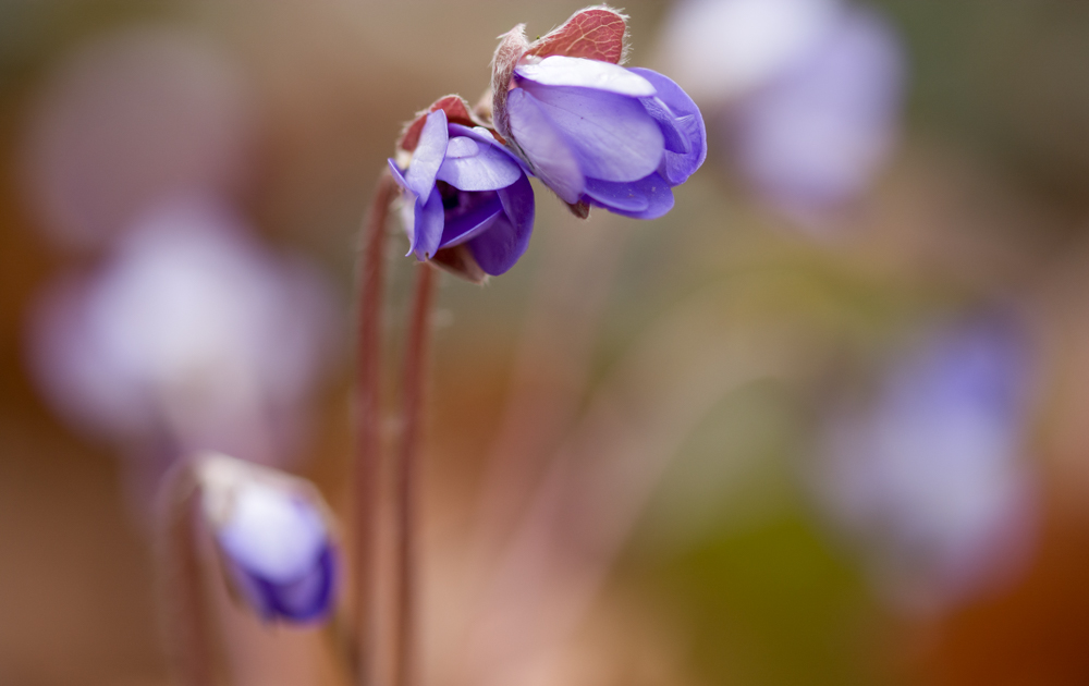 Leberblümchen