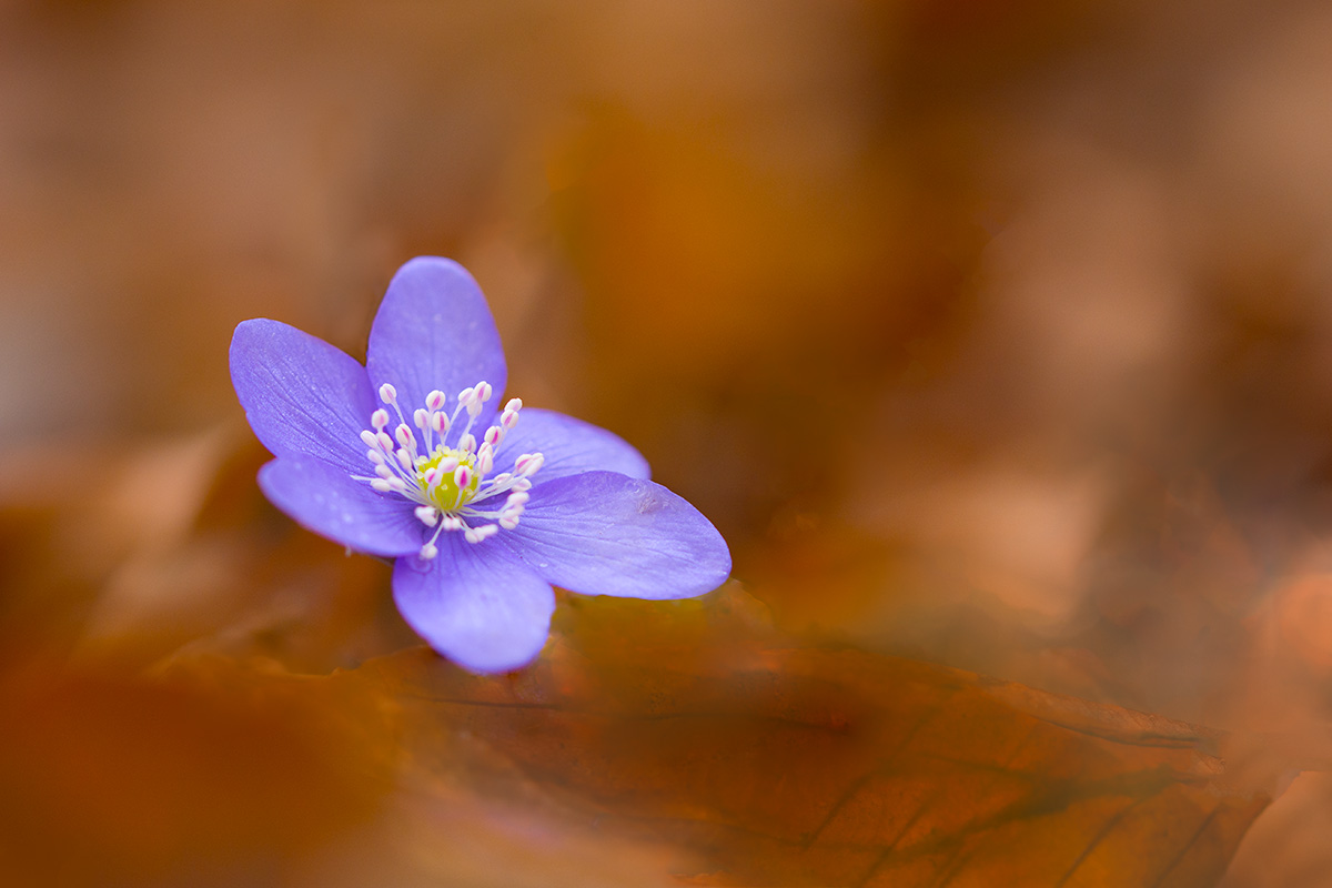 Leberblümchen