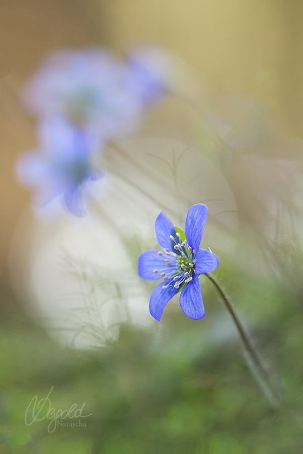Leberblümchen