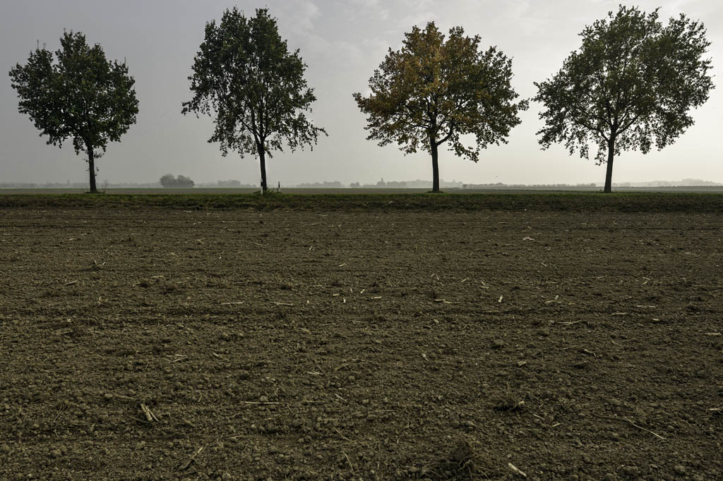 Leeres Feld mit Bäumen klein