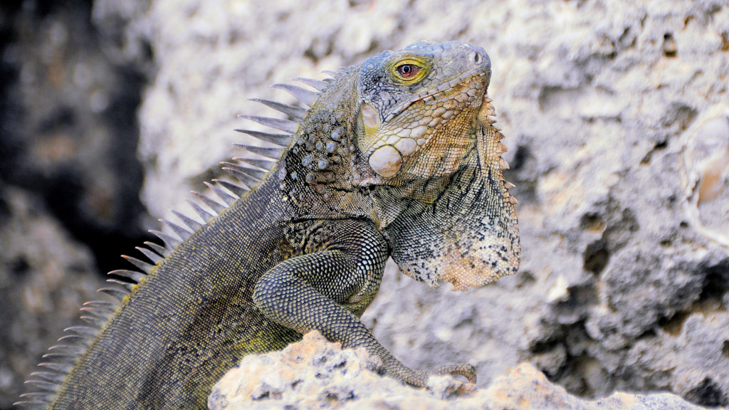 Leguan Bonaire
