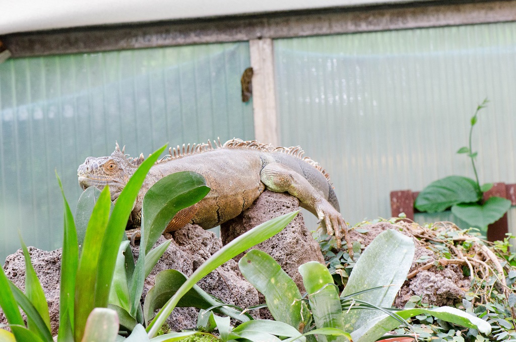 Leguan Rocky