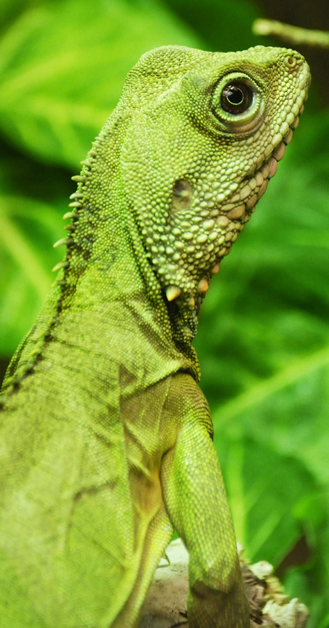 Leguan Wiesbaden 005