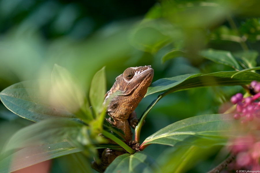 Leguan - Zoo Zürich - Masoala Regenwald