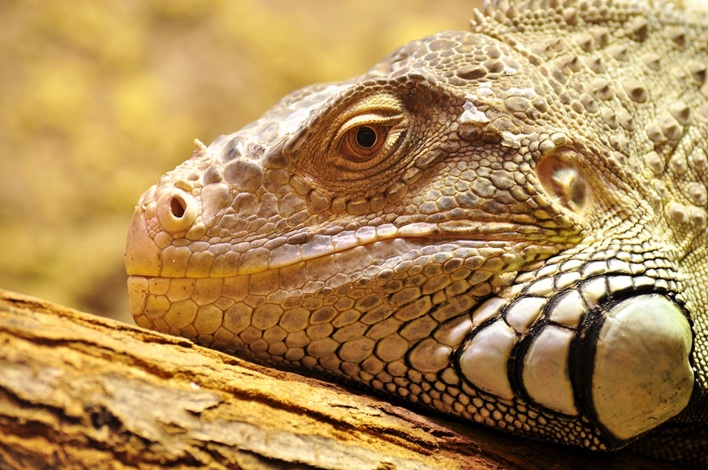 Leguan