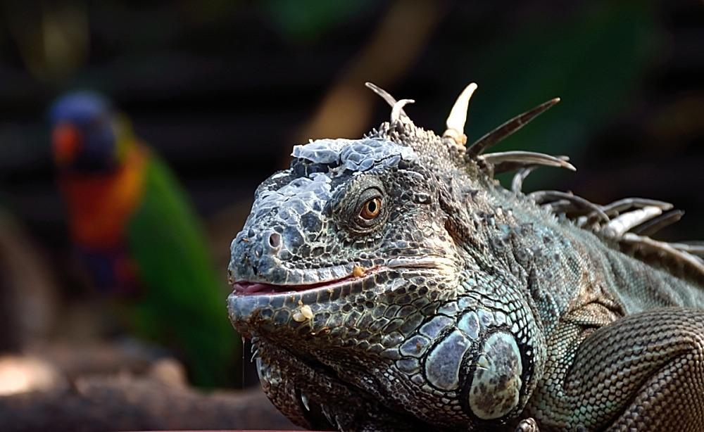 Leguan