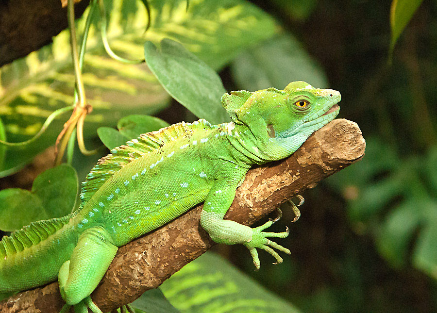 Leguan1