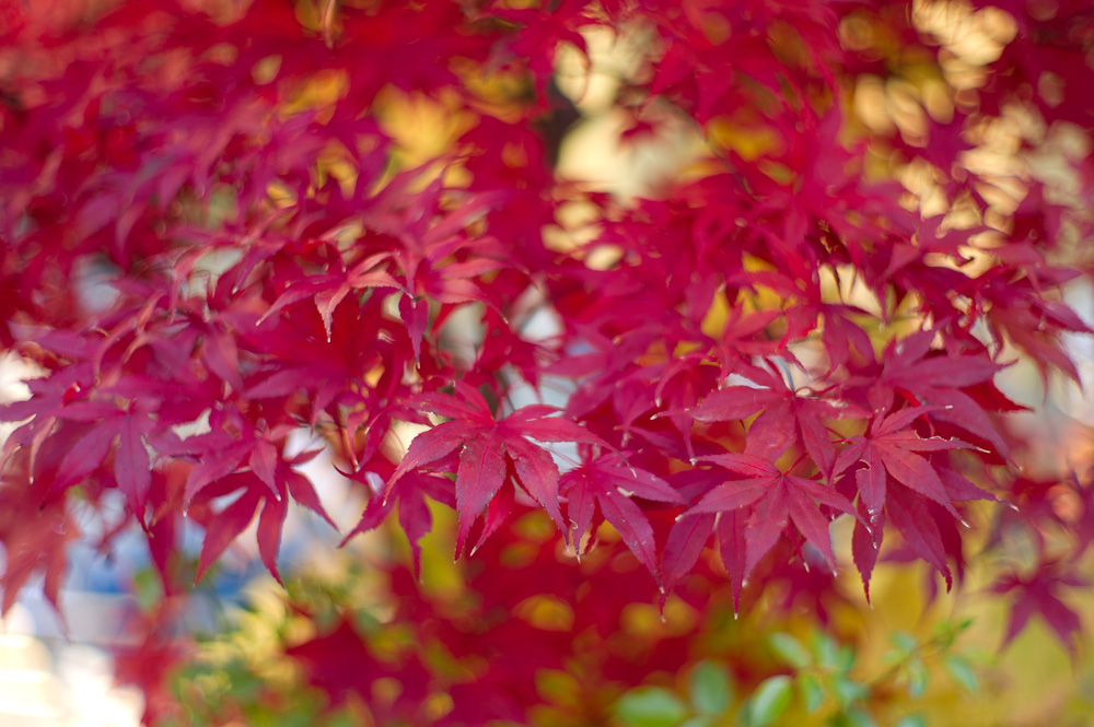 Leica M9 • Summilux 50/1.4 (non asph.) • ISO 160 • 1.4 / 1/350s