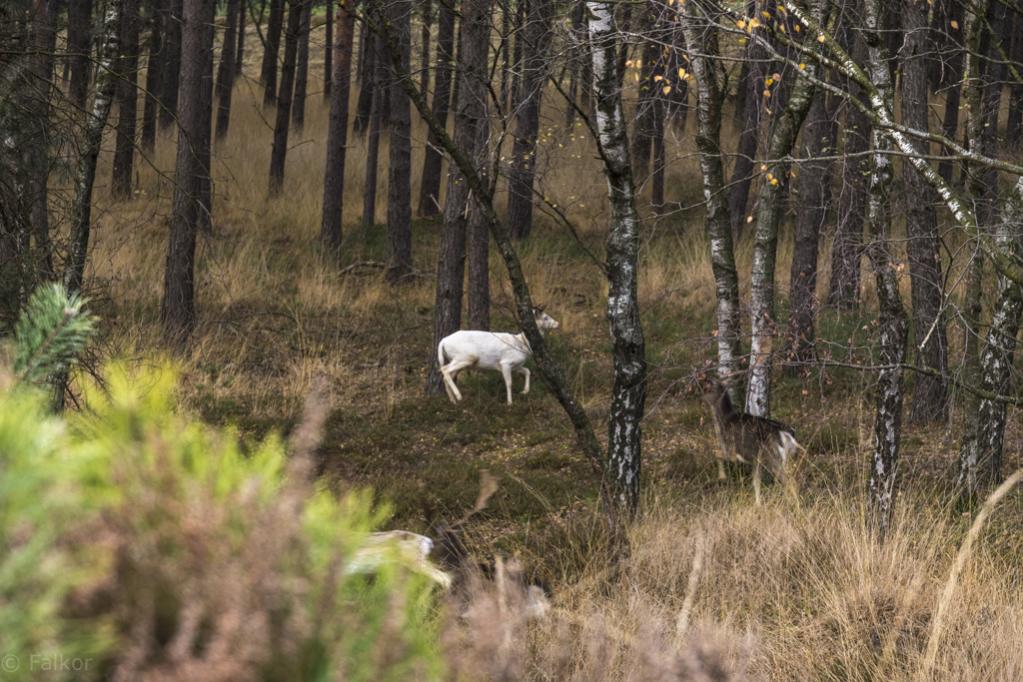 Leider ist das Bild nicht so, wie ich es mir wünschen würde. Aber ich war genauso überrascht wie die Tiere und konnte gerade noch die Kamera hoch reiß