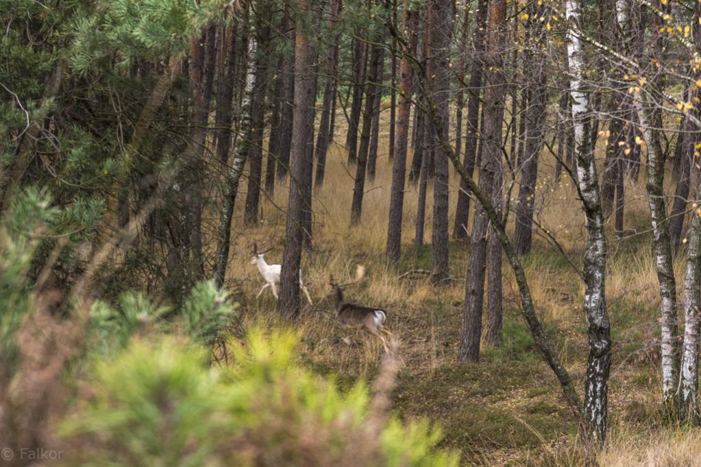 Leider ist das Bild nicht so, wie ich es mir wünschen würde. Aber ich war genauso überrascht wie die Tiere und konnte gerade noch die Kamera hoch reiß