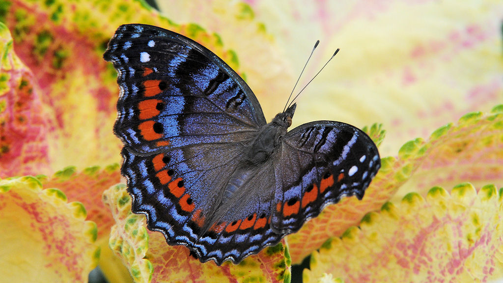 Leider kenne ich mich mit Schmetterlingen nicht so aus
und kann den hier nicht bestimmen.
Wer kann helfen?
s229 Schmetterling 0697