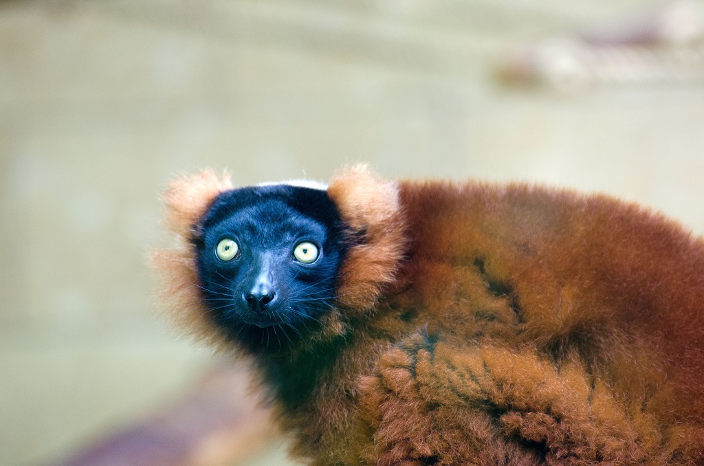 Lemur 2