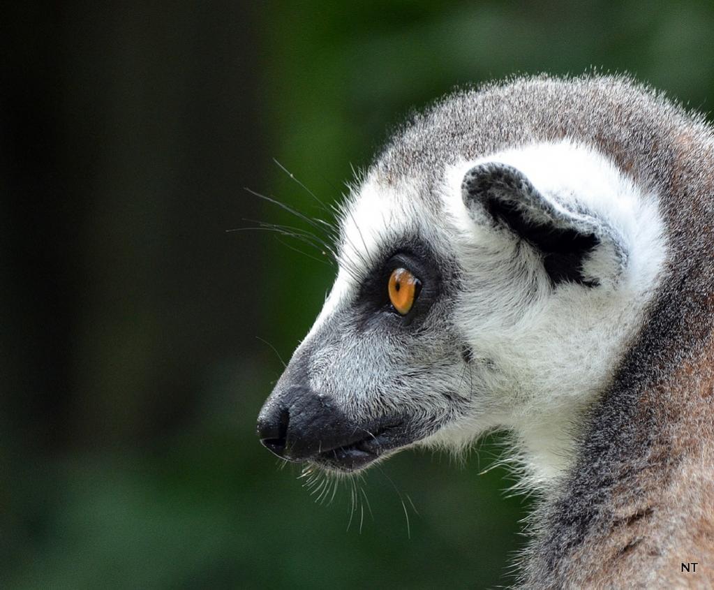 Lemur
