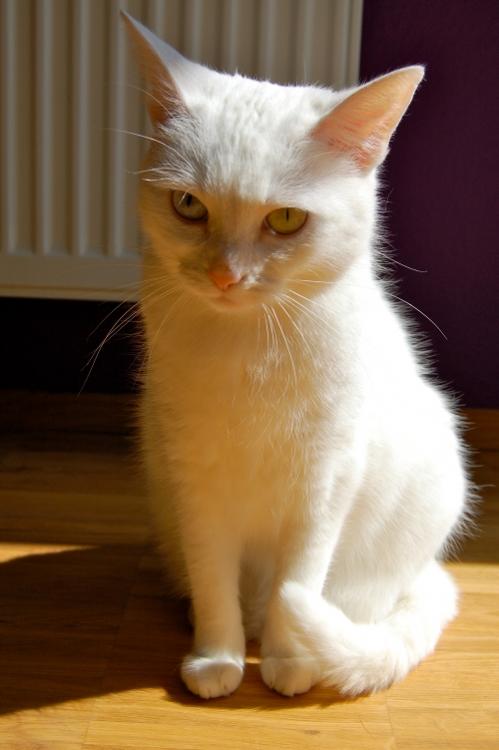 Leni