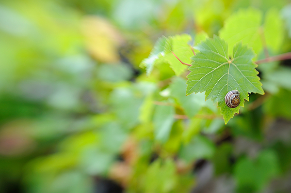 Lensbaby Composer