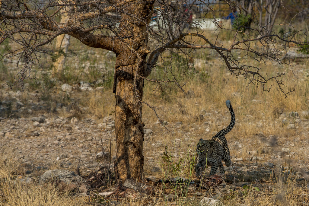 Leopard 1