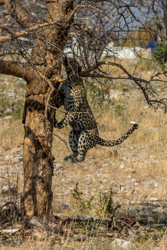 Leopard 2