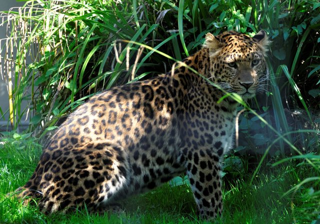 Leopard 2