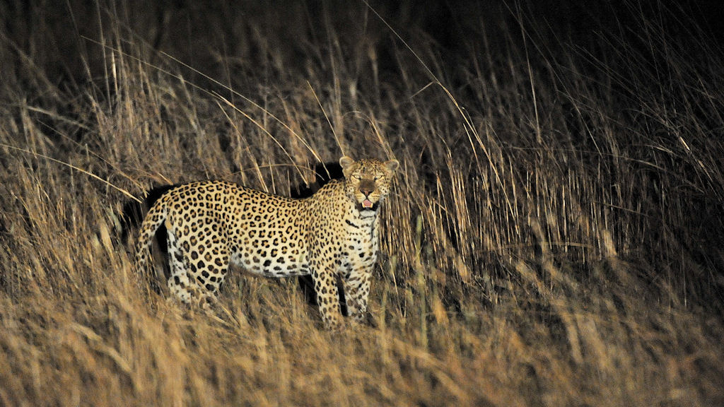 Leopard
bei Musanza, Kafue
5521