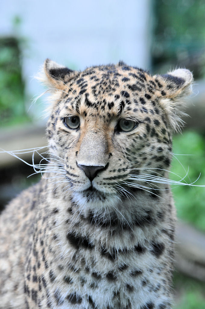 Leopard Cottbus