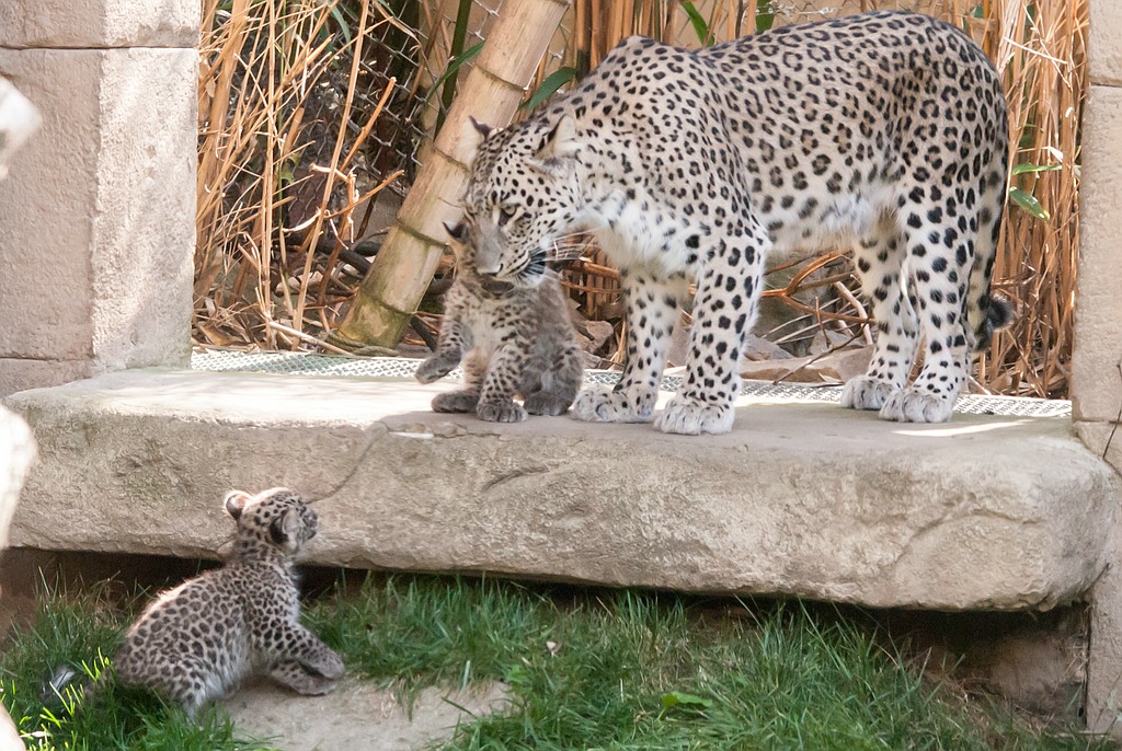 leopard DSC 3634