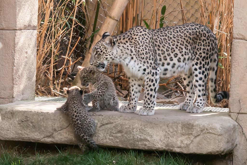leopard DSC 3639