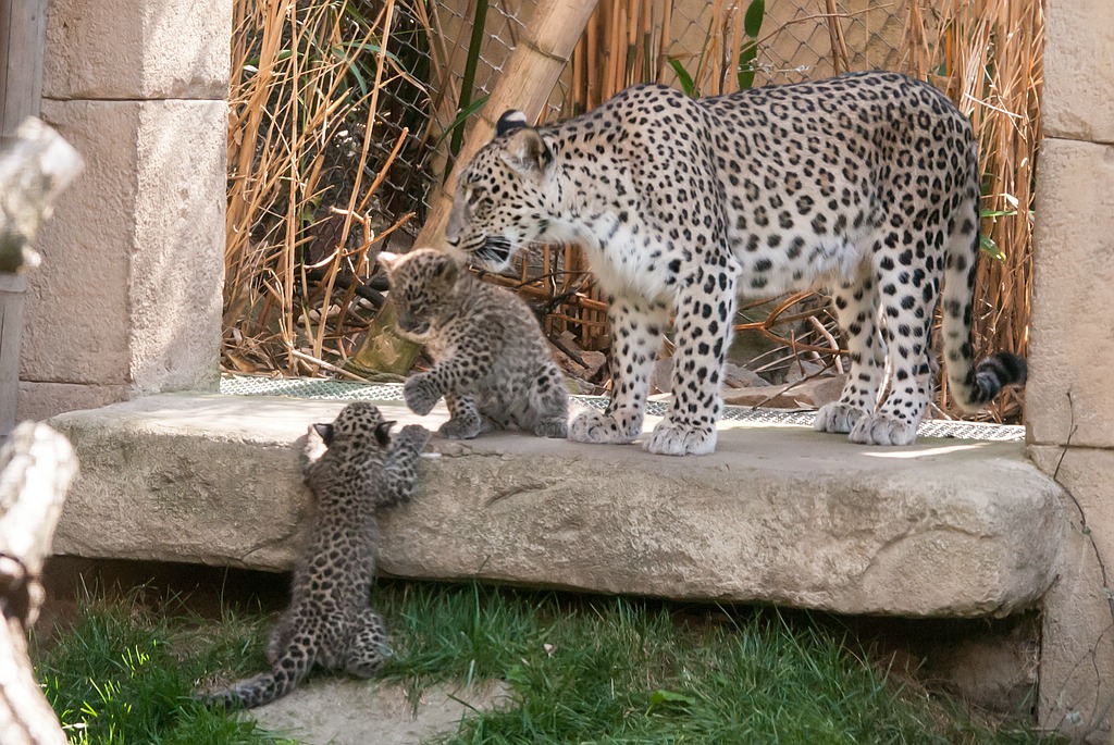 leopard DSC 3640