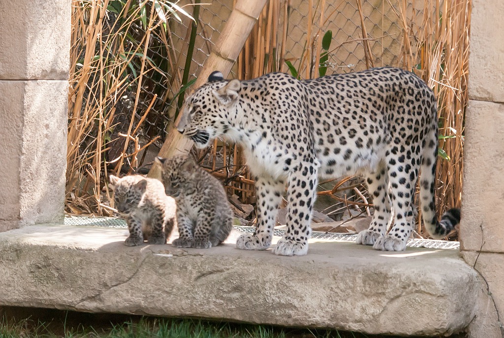 leopard DSC 3645