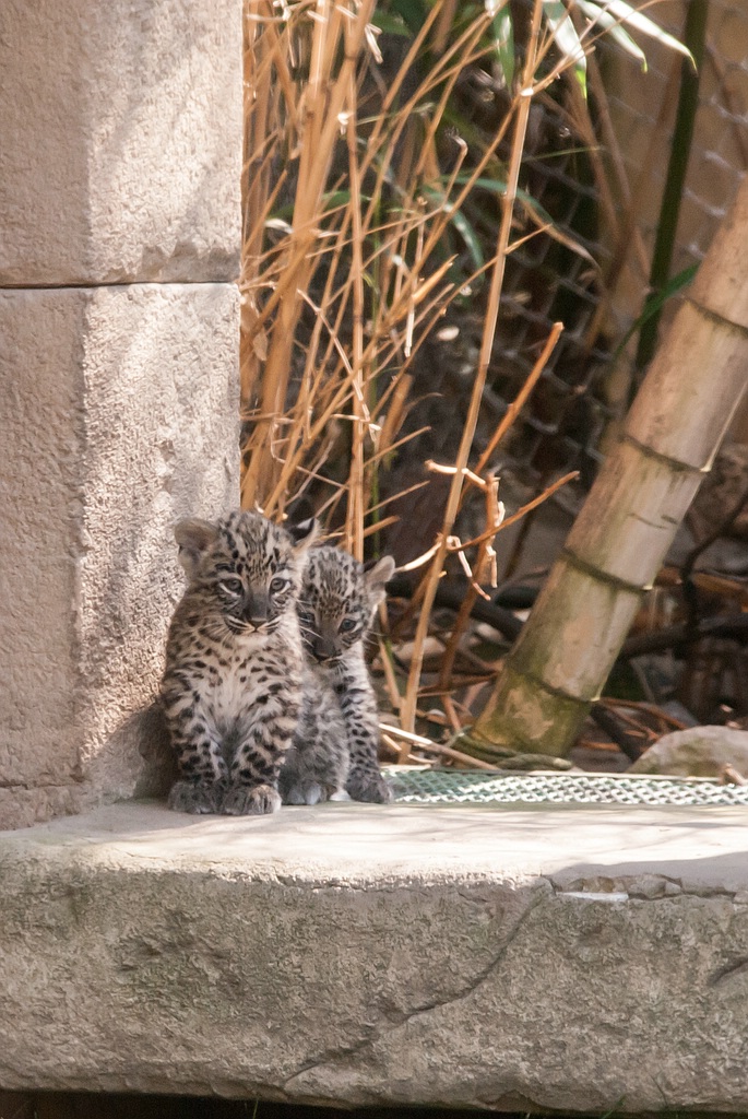 leopard DSC 3658