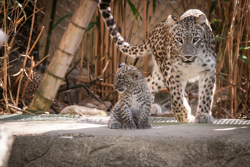 leopard DSC 3665