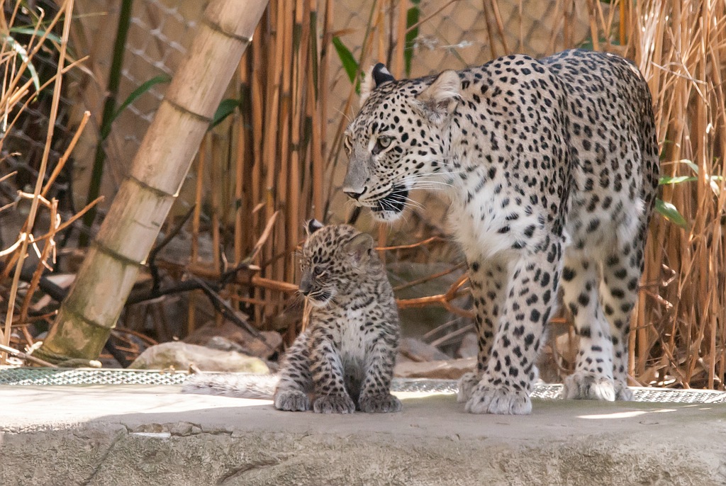 leopard DSC 3669