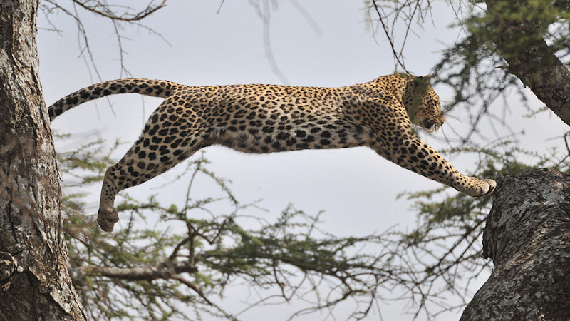 Leopard im Sprung
2716