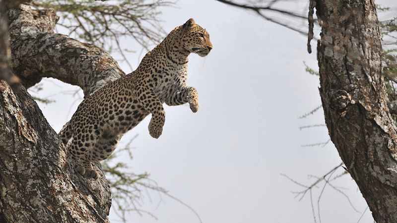 Leopard im Sprung von Ast zu Ast
Serengeti
2712