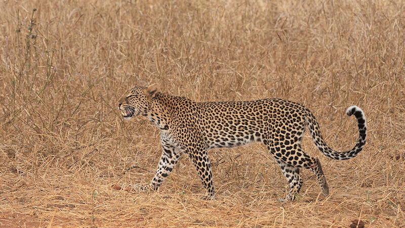 Leopard im Tarangire
9288