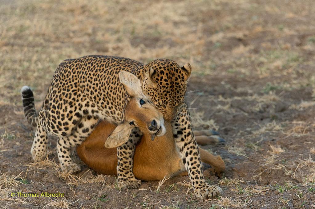 Leopard nach erfolgreicher Jagd
in South Lungwa, Zambia
Nikon D4
200-400mm