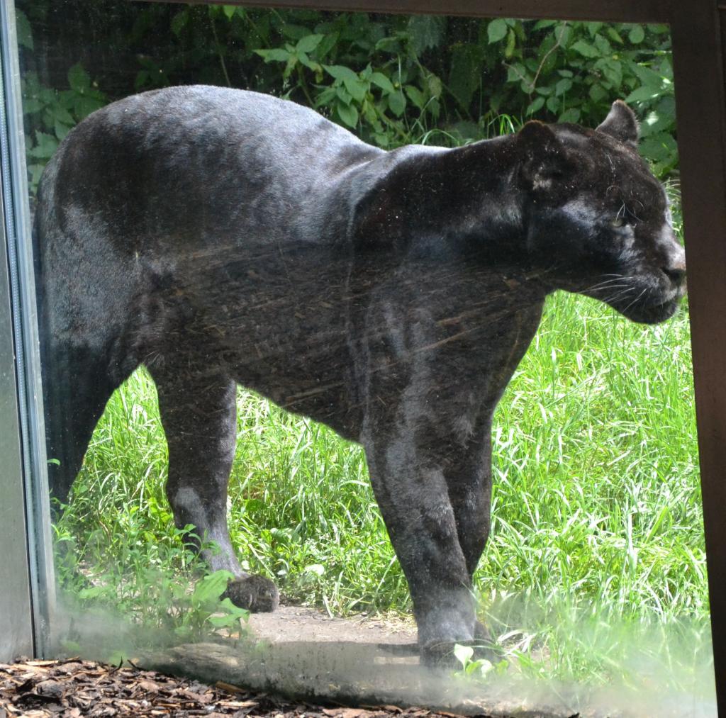 Leopard schwarz