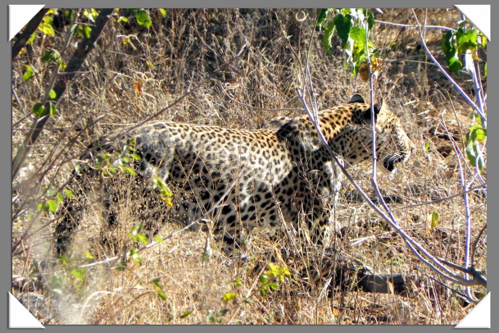 Leopard