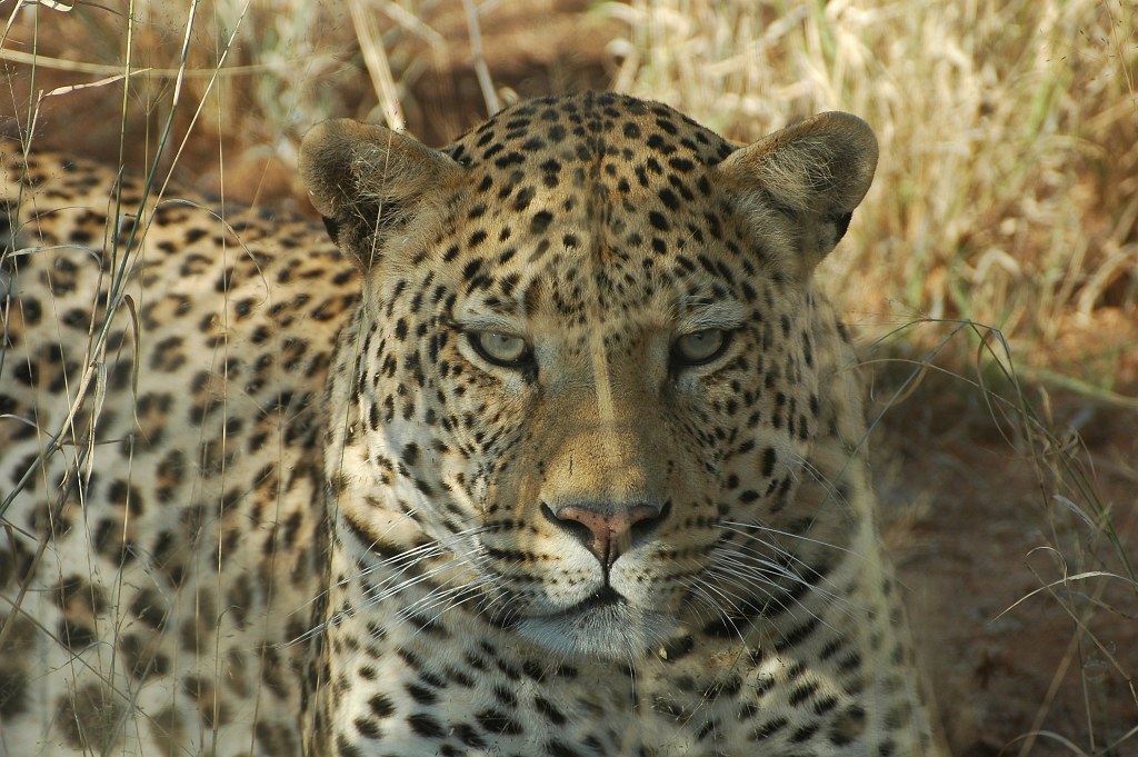 leopard1