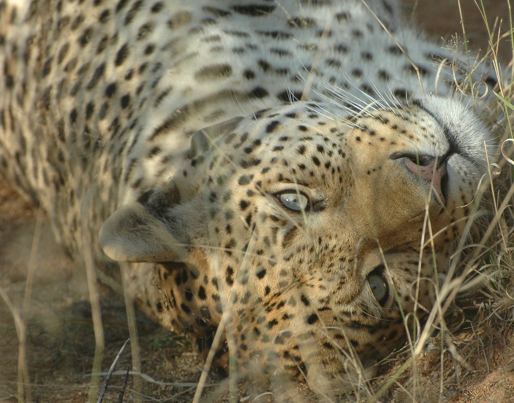 leopard2