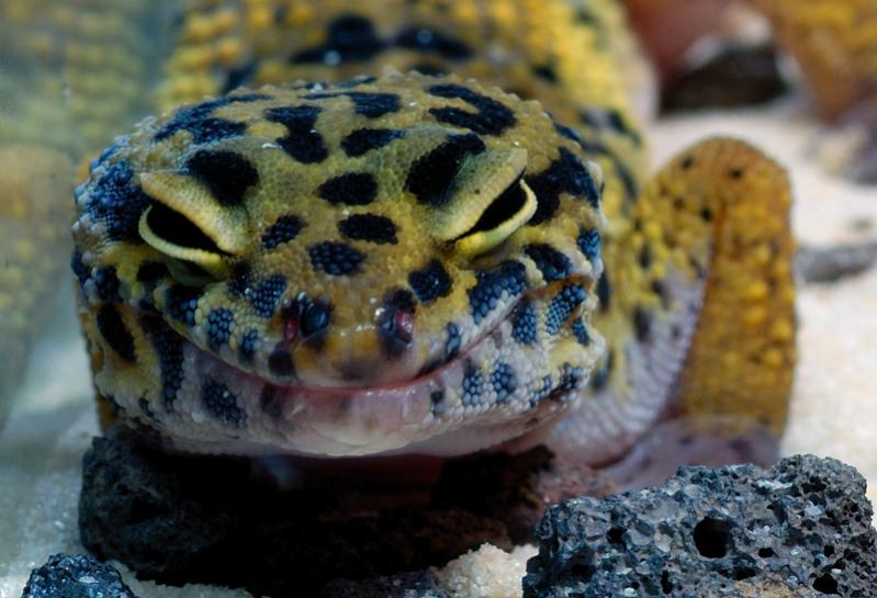 Leopardgecko DSC4983 g
